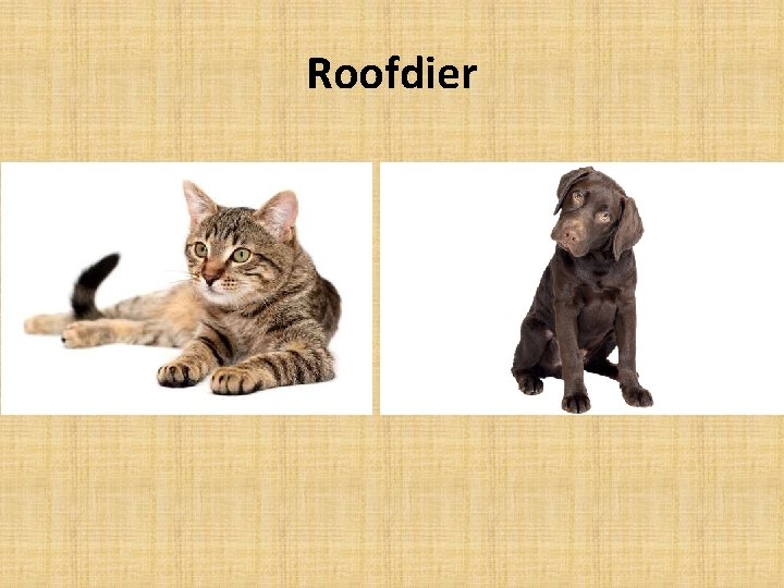 Roofdier 