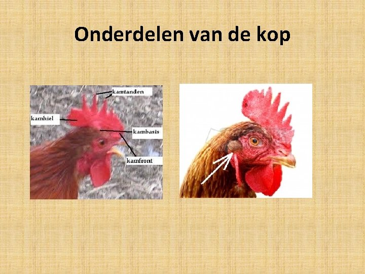 Onderdelen van de kop 