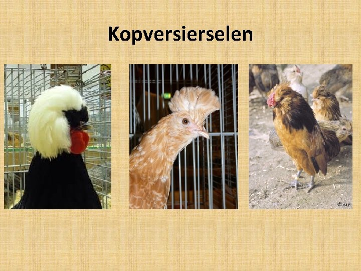 Kopversierselen 