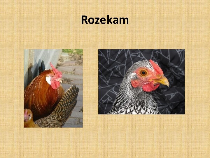 Rozekam 