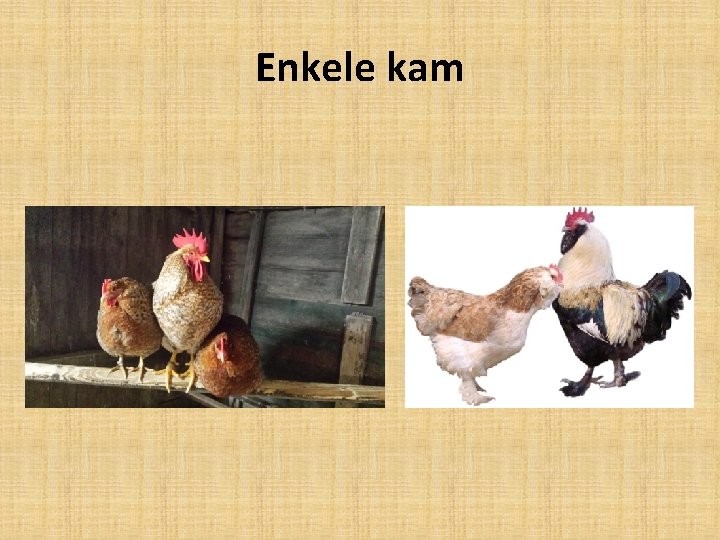 Enkele kam 