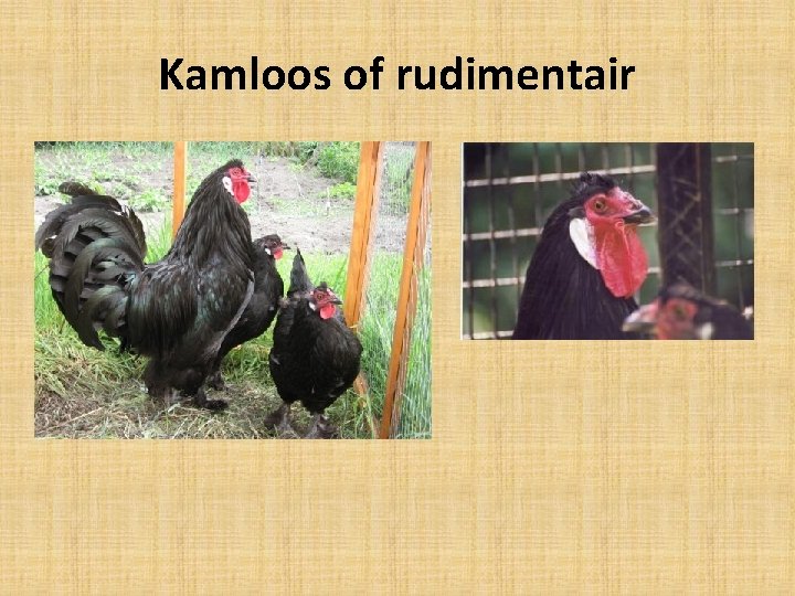 Kamloos of rudimentair 
