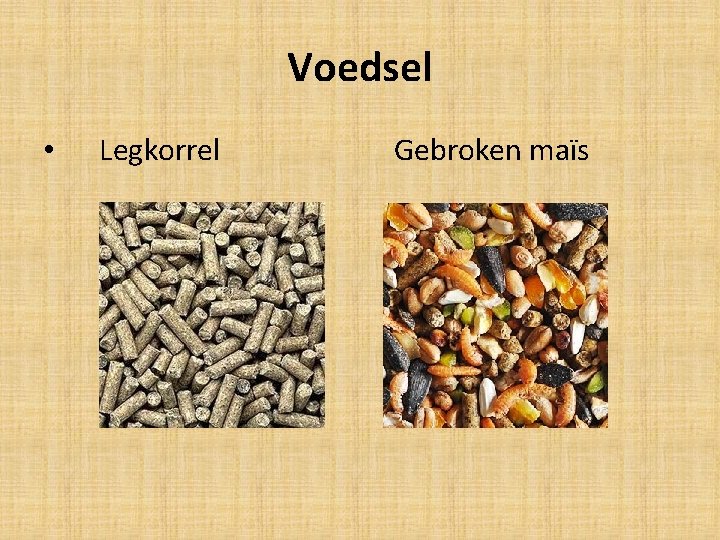 Voedsel • Legkorrel Gebroken maïs 