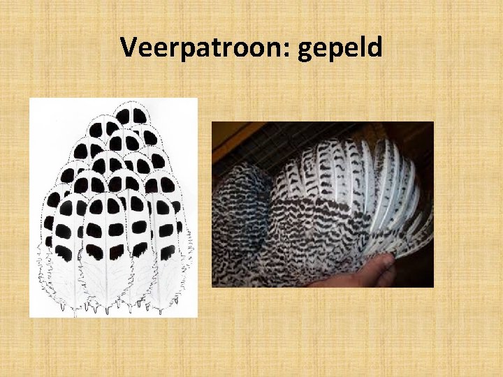 Veerpatroon: gepeld 