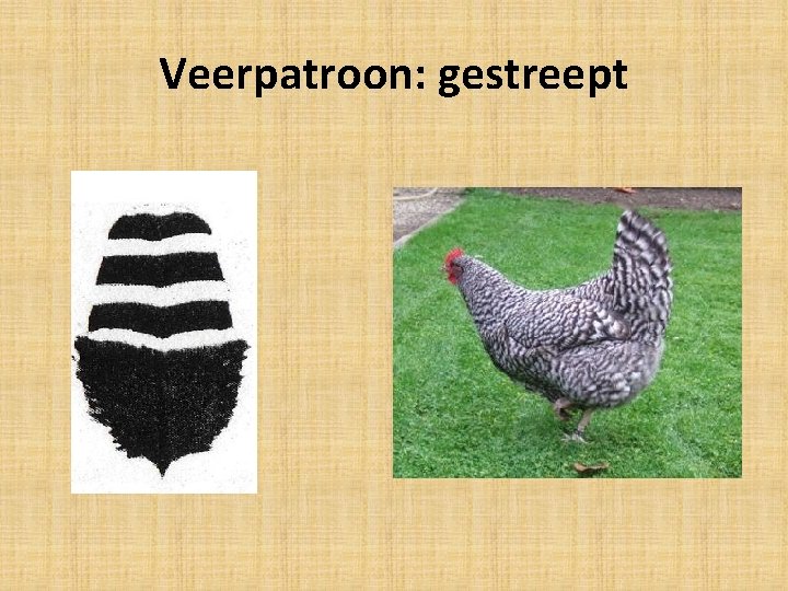 Veerpatroon: gestreept 