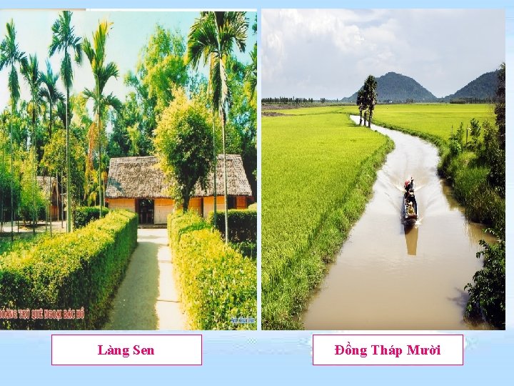 Làng Sen Đồng Tháp Mười 