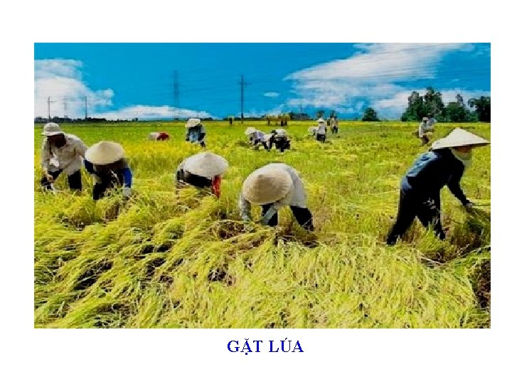 GẶT LÚA 