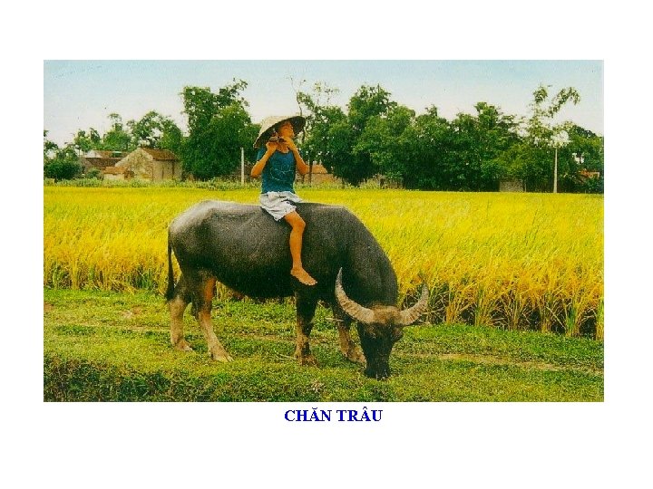 CHĂN TR U 