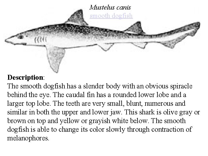 Mustelus canis smooth dogfish Description: The smooth dogfish has a slender body with an