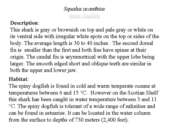 Squalus acanthias spiny dogfish Description: This shark is gray or brownish on top and