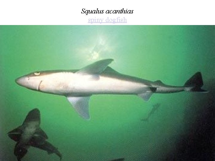 Squalus acanthias spiny dogfish 