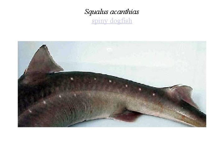 Squalus acanthias spiny dogfish 