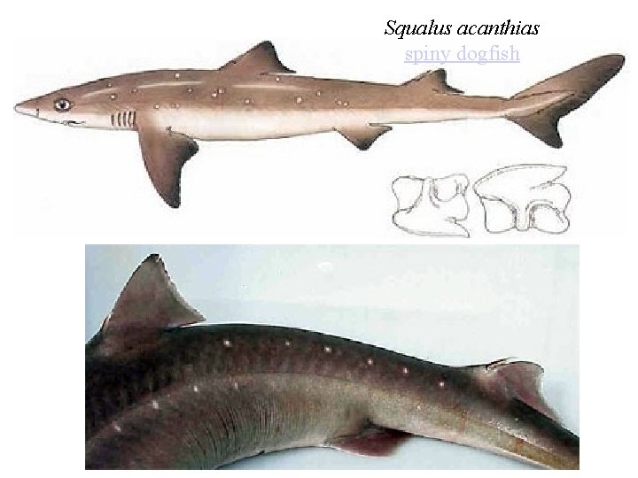 Squalus acanthias spiny dogfish 