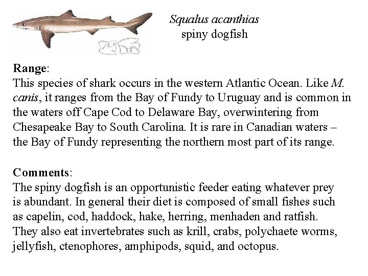 Squalus acanthias spiny dogfish Range: This species of shark occurs in the western Atlantic