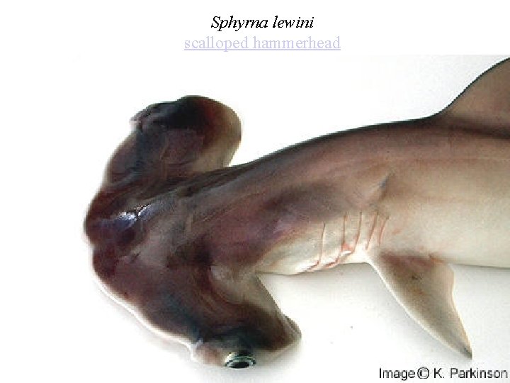 Sphyrna lewini scalloped hammerhead 