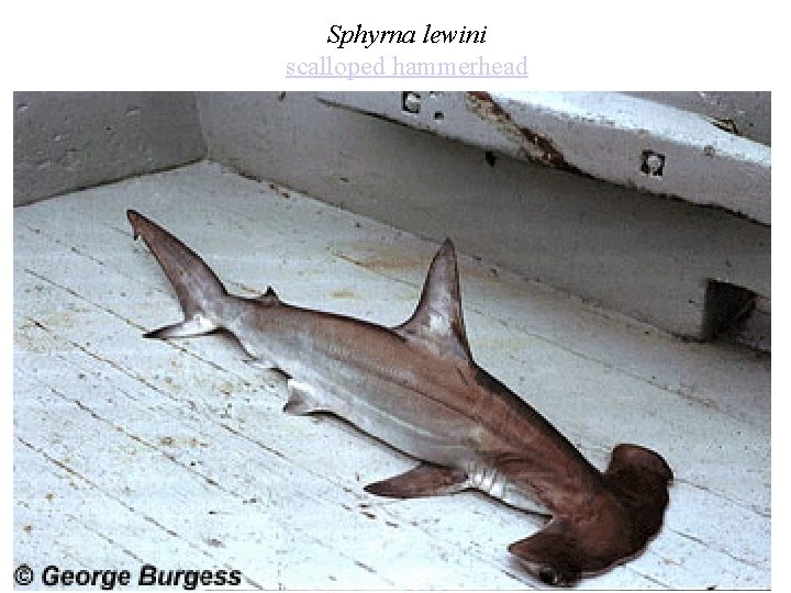 Sphyrna lewini scalloped hammerhead 