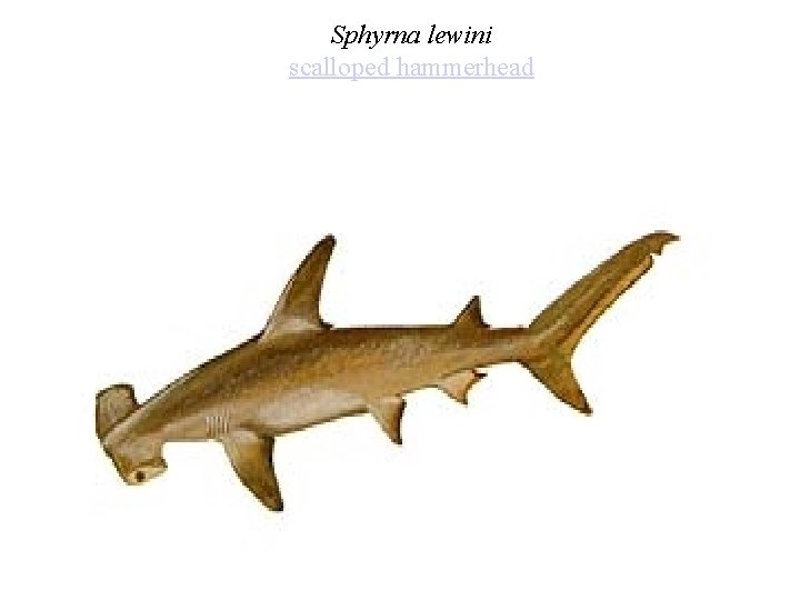 Sphyrna lewini scalloped hammerhead 