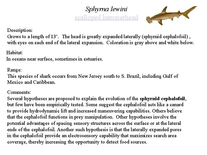 Sphyrna lewini scalloped hammerhead Description: Grows to a length of 13’. The head is