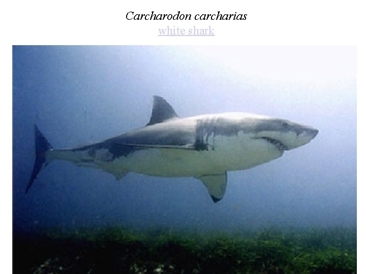 Carcharodon carcharias white shark 