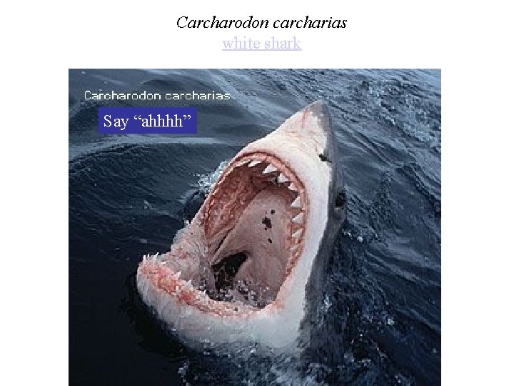 Carcharodon carcharias white shark Say “ahhhh” 