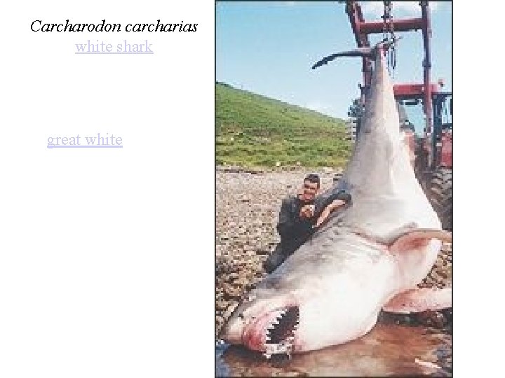 Carcharodon carcharias white shark great white 