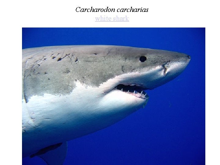 Carcharodon carcharias white shark 