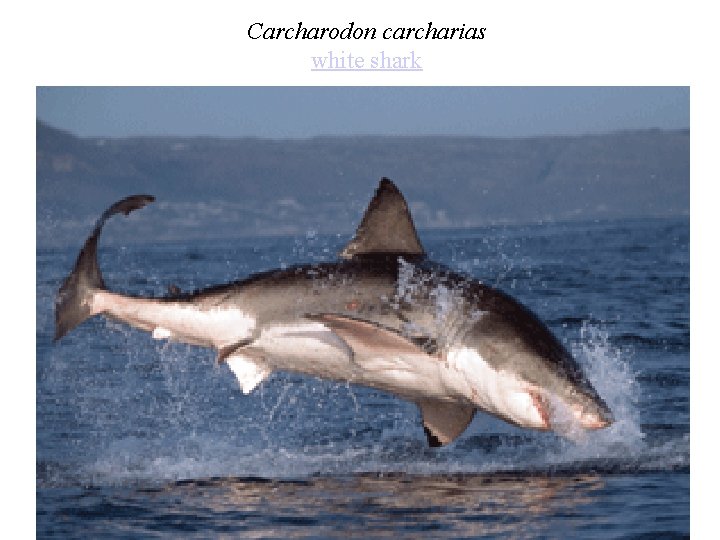 Carcharodon carcharias white shark 