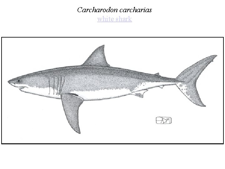 Carcharodon carcharias white shark 