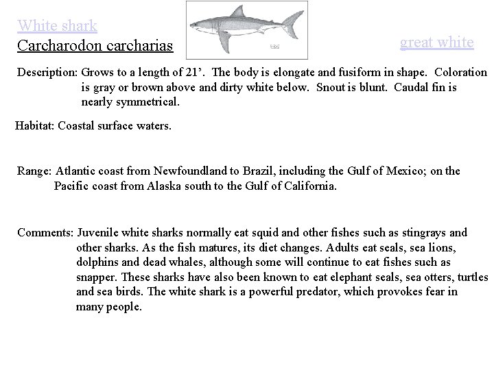 White shark Carcharodon carcharias great white Description: Grows to a length of 21’. The