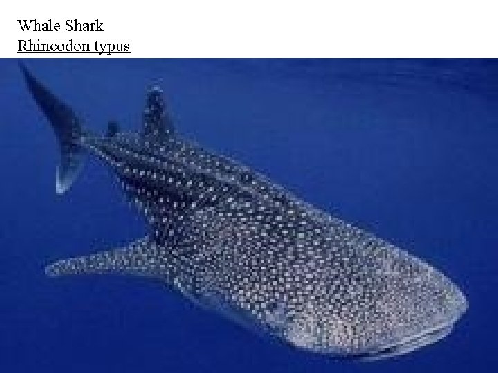 Whale Shark Rhincodon typus 