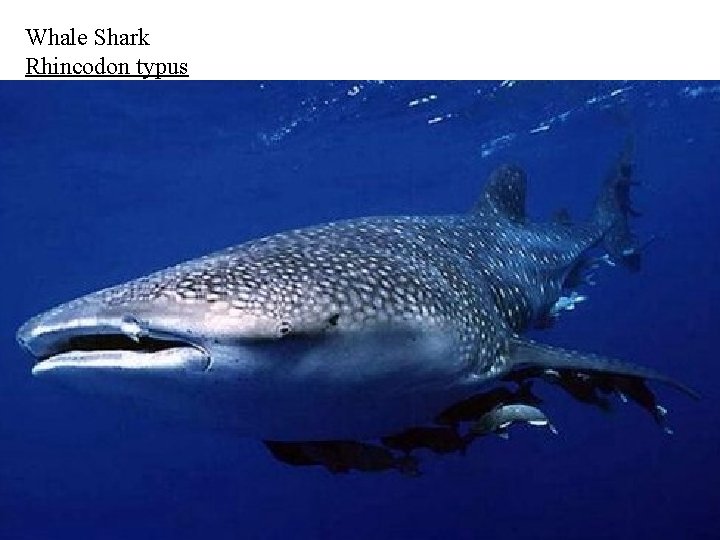 Whale Shark Rhincodon typus 