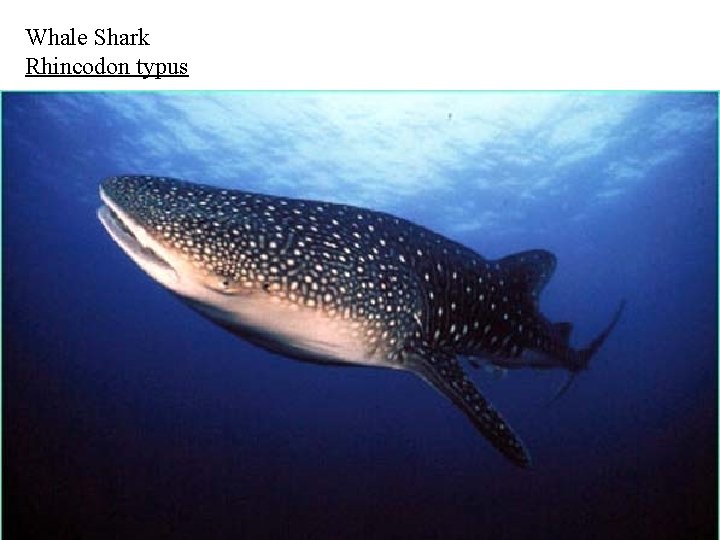 Whale Shark Rhincodon typus 