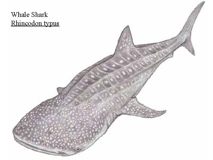 Whale Shark Rhincodon typus 