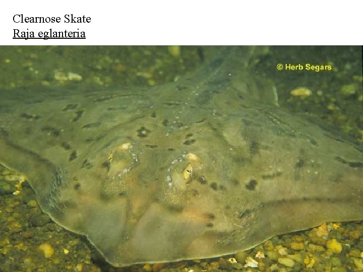 Clearnose Skate Raja eglanteria 