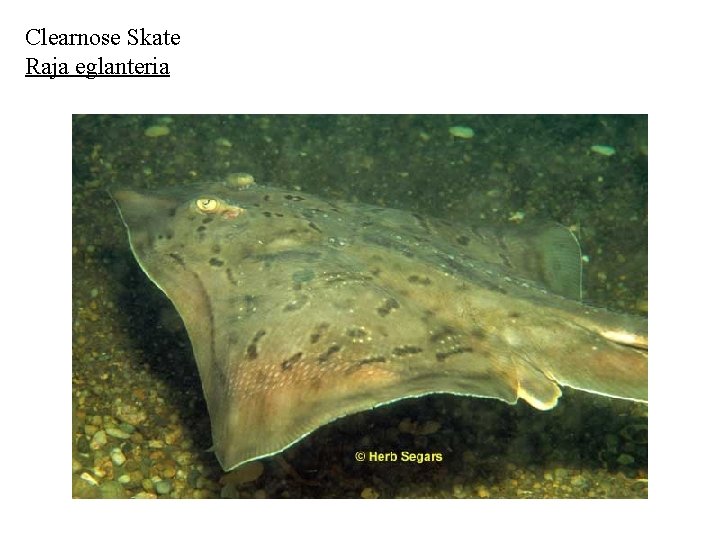 Clearnose Skate Raja eglanteria 