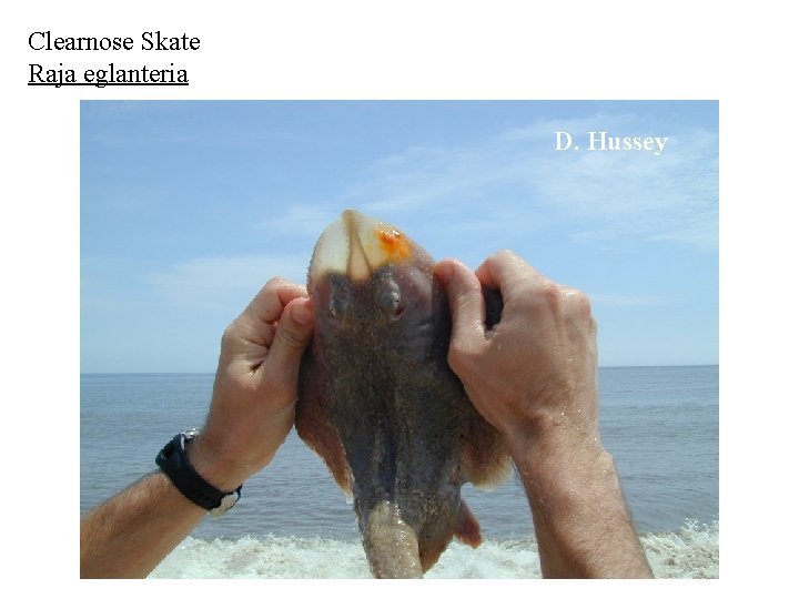 Clearnose Skate Raja eglanteria D. Hussey 