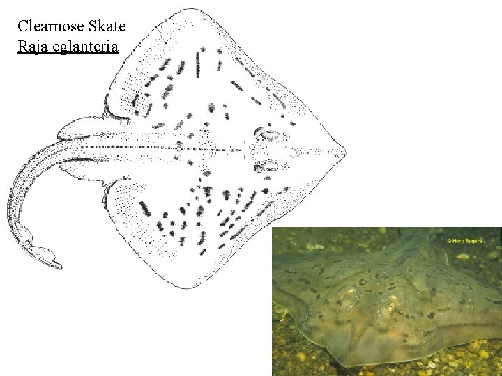 Clearnose Skate Raja eglanteria 