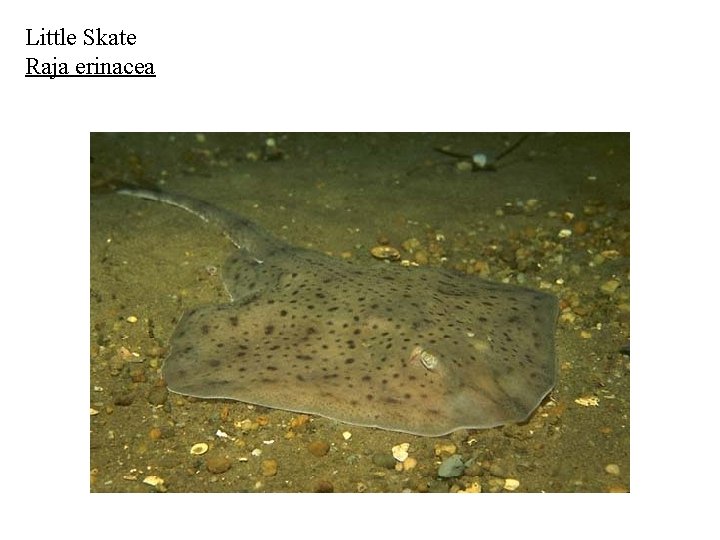 Little Skate Raja erinacea 