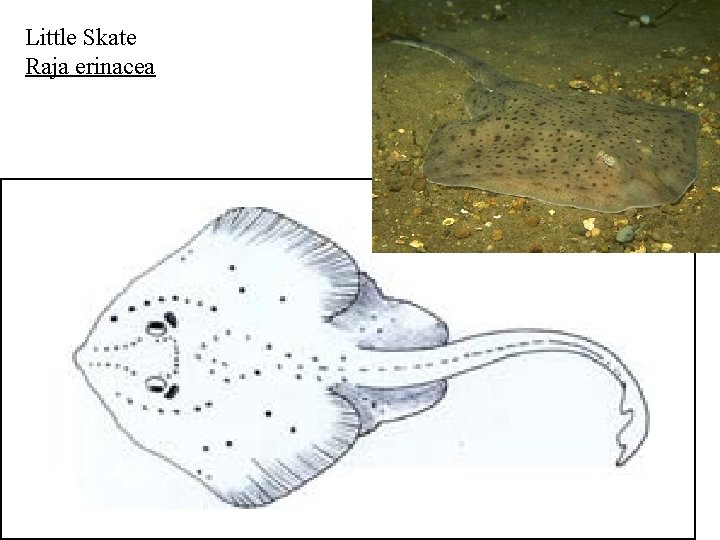 Little Skate Raja erinacea 