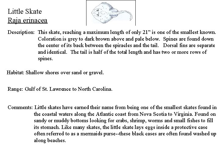 Little Skate Raja erinacea Description: This skate, reaching a maximum length of only 21”