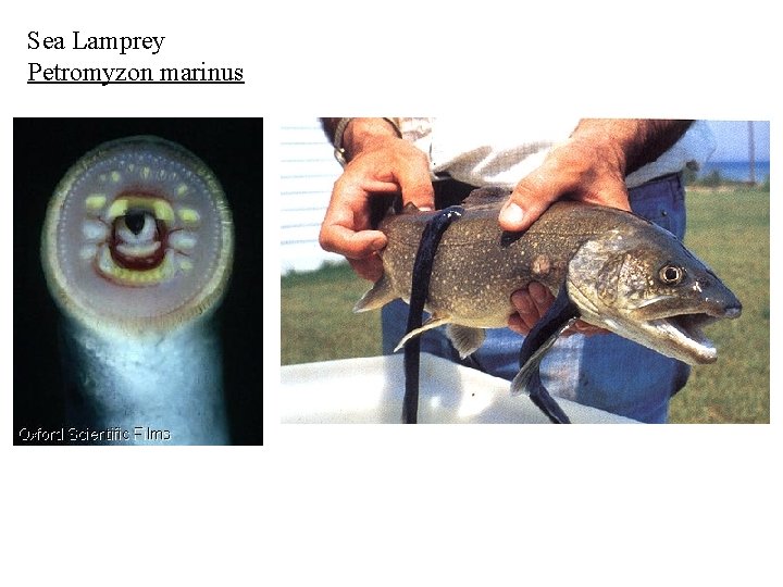 Sea Lamprey Petromyzon marinus 