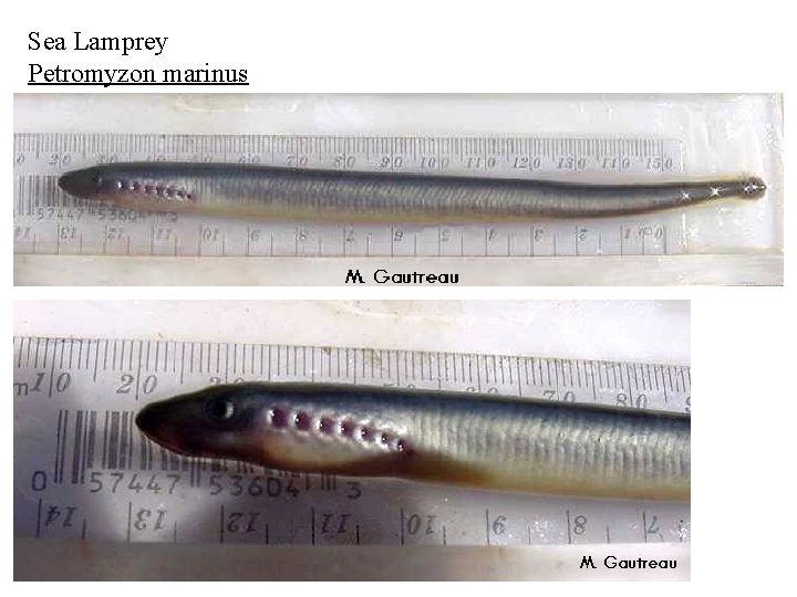 Sea Lamprey Petromyzon marinus 