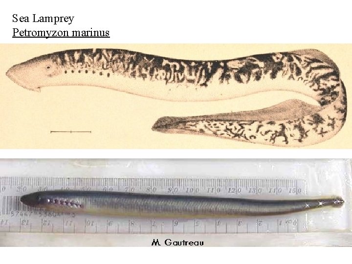 Sea Lamprey Petromyzon marinus 