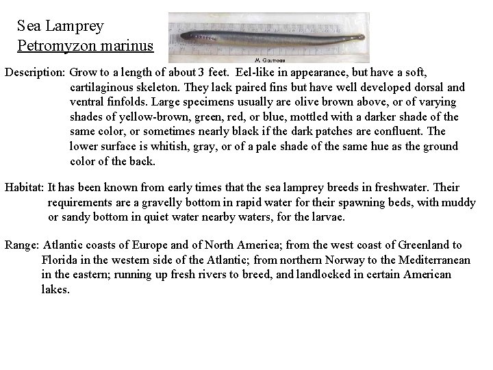 Sea Lamprey Petromyzon marinus Description: Grow to a length of about 3 feet. Eel-like