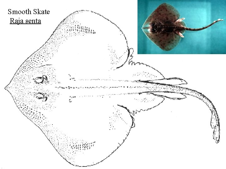 Smooth Skate Raja senta 