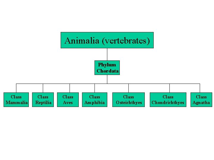 Animalia (vertebrates) Phylum Chordata Class Mammalia Class Reptilia Class Aves Class Amphibia Class Osteichthyes