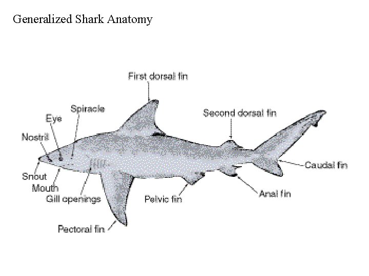 Generalized Shark Anatomy 