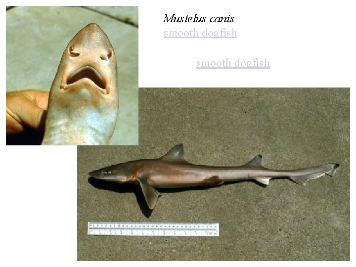 Mustelus canis smooth dogfish 