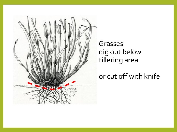 Grasses dig out below tillering area or cut off with knife 
