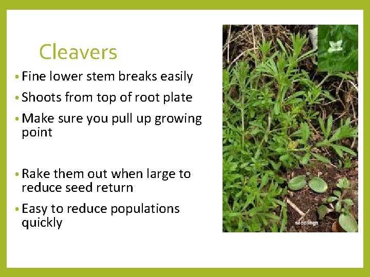 Cleavers • Fine lower stem breaks easily • Shoots from top of root plate